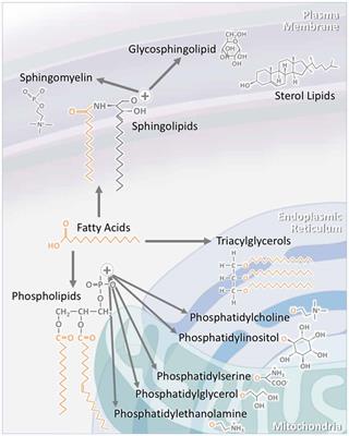 Neuronal Lipid Metabolism: Multiple Pathways Driving Functional Outcomes in Health and Disease